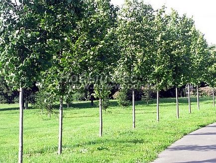 Taina de dimensiuni mari (vânzare, plantare), ooo o nouă pădure (moscow)