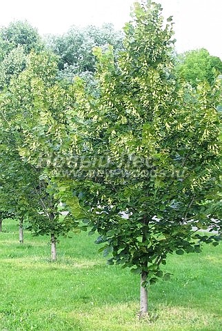 Taina de dimensiuni mari (vânzare, plantare), ooo o nouă pădure (moscow)