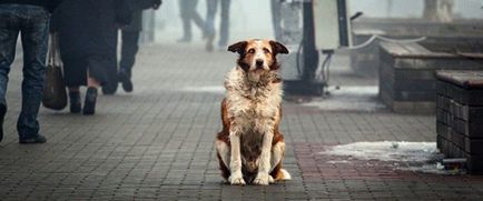 Unde să atașați un câine vagabond