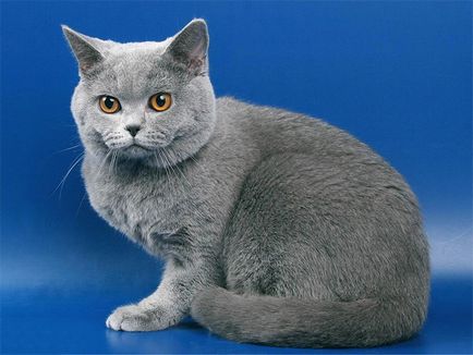 Купити кошеня з розплідників британської кішки в Воронежі