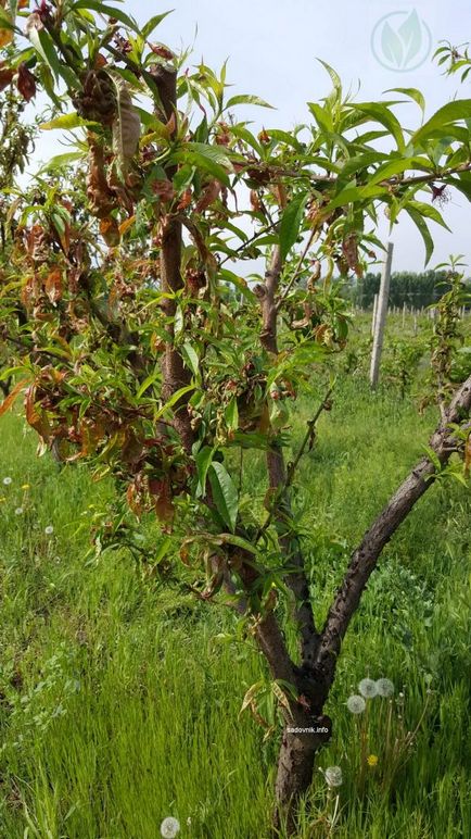 Курчавість листя персика