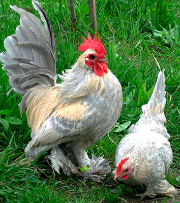 Csirkék milfler fajta csirkék milfler, milfler lábú, szakállas milfler, mille fleur Bantam,
