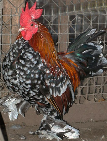 Pui milfler pui rasa milfler, milfler picioare, milfler bărbos, Mille fleur Bantam,