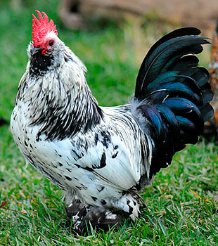 Pui milfler pui rasa milfler, milfler picioare, milfler bărbos, Mille fleur Bantam,