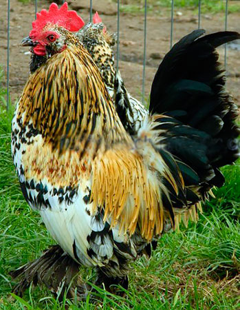 Csirkék milfler fajta csirkék milfler, milfler lábú, szakállas milfler, mille fleur Bantam,