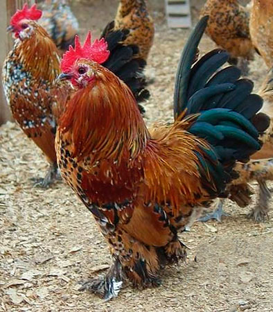 Pui milfler pui rasa milfler, milfler picioare, milfler bărbos, Mille fleur Bantam,