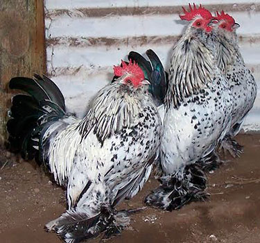 Csirkék milfler fajta csirkék milfler, milfler lábú, szakállas milfler, mille fleur Bantam,