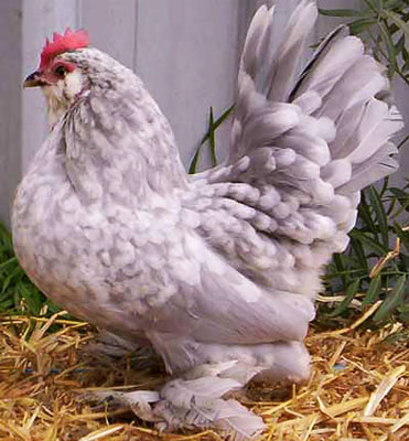 Pui milfler pui rasa milfler, milfler picioare, milfler bărbos, Mille fleur Bantam,