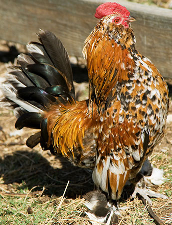 Pui milfler pui rasa milfler, milfler picioare, milfler bărbos, Mille fleur Bantam,