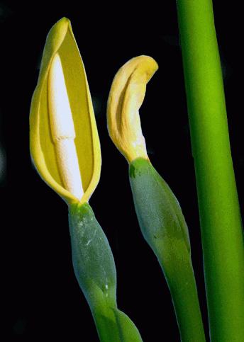 Vindecarea plantei alocasia