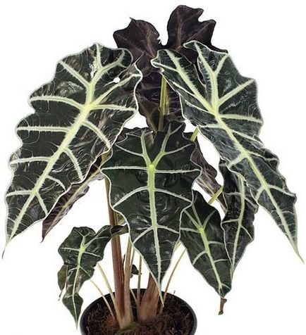 Vindecarea plantei alocasia