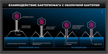 Tratamentul otitei cu bacteriofagi