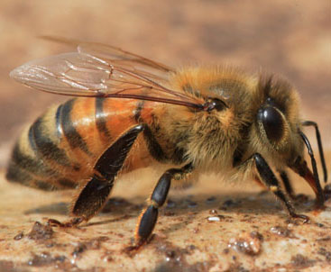 Tratamentul produselor din ficat de apicultură - o rețetă națională, o metodă, un mijloc