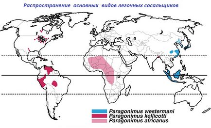 Influențe pulmonare (paragonimus) - specii, ciclu de dezvoltare, simptome, tratament