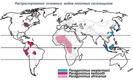 Легеневі сосальщики (paragonimus) - види, цикл розвитку, симптоми, лікування