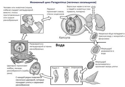 Легеневі сосальщики (paragonimus) - види, цикл розвитку, симптоми, лікування