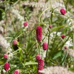 Drug Burnet mint hasznos növény