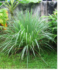 Lemongrass este o planta care miroase ca lamaie