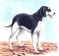 Levesque, legături cu beagle, aspect de jambiere, culoare, creștere, greutate, lână, istorie de levance, vânătoare de vânat,