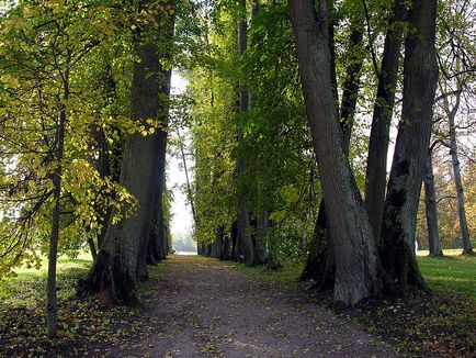 Липа дрібнолиста, або серцеподібна