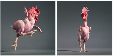 Плешив пилета порода - описание, снимки и видео от Израел