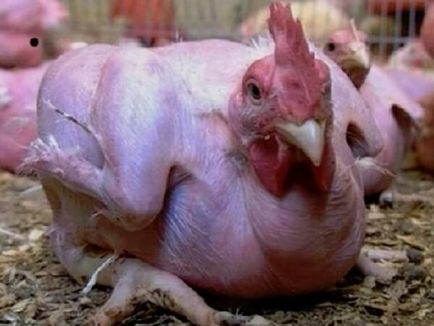 Kopasz fajta csirkék - leírása, fotók és videók Izrael