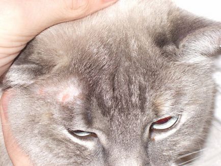 Ótvar macskák formában a betegség, a kezelés