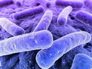 Longum біфідобактерії і lactobacillus опис, геном, препарати