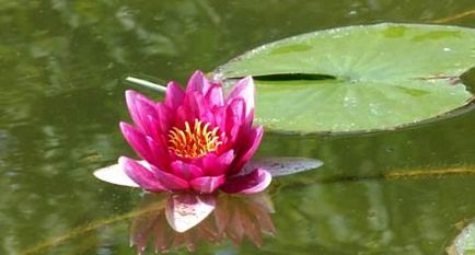Lotus într-un iaz sau lac