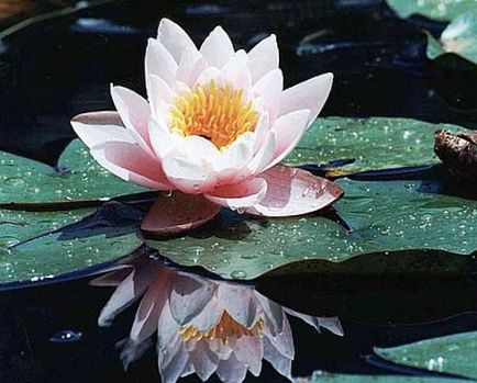 Lotus într-un iaz sau lac