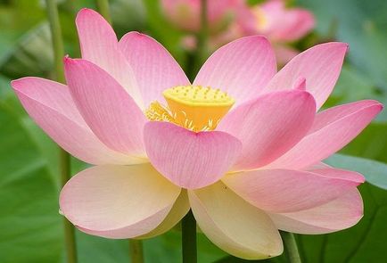 Lotus - kár és haszon (hagyományos kínai orvoslás) Lotus - kár és haszon