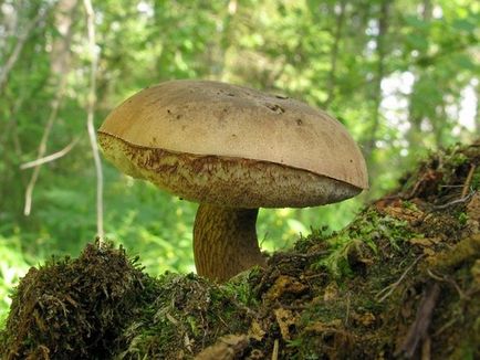 Boletus hamis leírást fotók