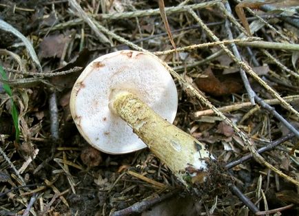 Boletus hamis leírást fotók