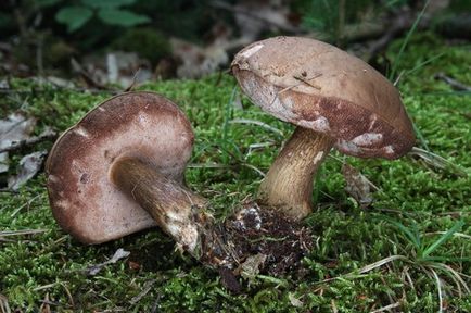 Boletus hamis leírást fotók