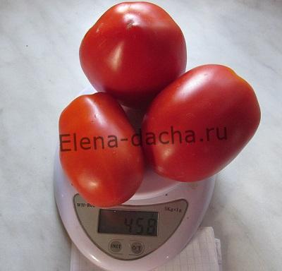 Кращі сорти помідорів - царівна лебідь f1 від НУО сади росії