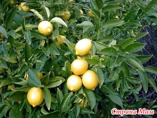 Магічні властивості лимона - красноярське агентство - погода в домі - країна мам