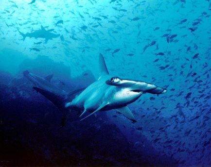 Fapte puțin cunoscute despre rechini care s-ar putea să nu știți, mai proaspete - cele mai bune din Runet pentru o zi!