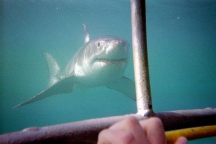 Маловідомі факти про акул, що ви могли не знати, fresher - найкраще з рунета за день!