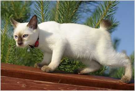 Mekong Bobtail (thai bobtail) Fotó, videó, ár, fajta leírás