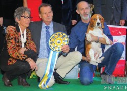 Nemzetközi Kutyakiállítás 2015 (VET) Nemzetközi kutyakiállítás 2015