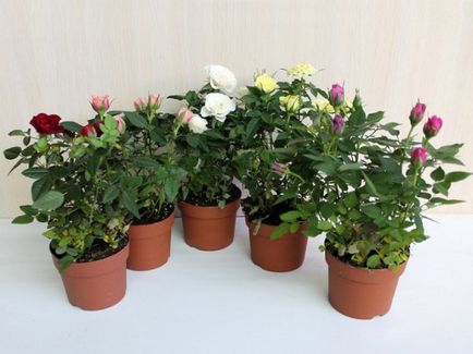 Мініатюрні троянди сорту з фото