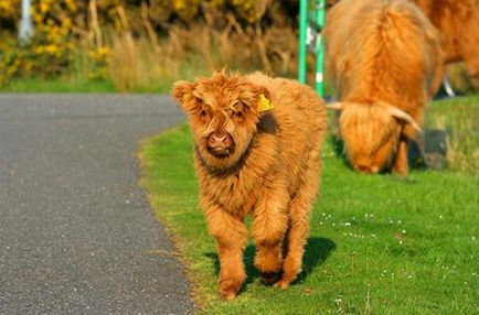 A mini tehén Highland