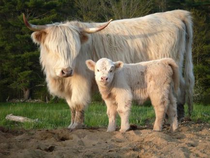 Mini Highland Vaci