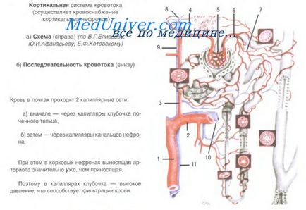 Міоідние ендокріноціти