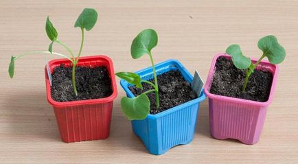 Mirabilis jalapa cultivare din semințe, fotografie