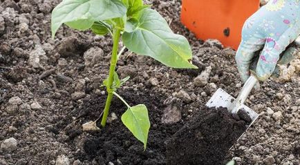 Mirabilis jalapa cultivare din semințe, fotografie