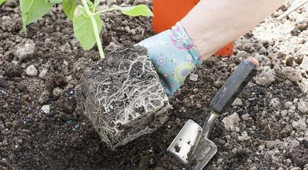 Mirabilis jalapa cultivare din semințe, fotografie