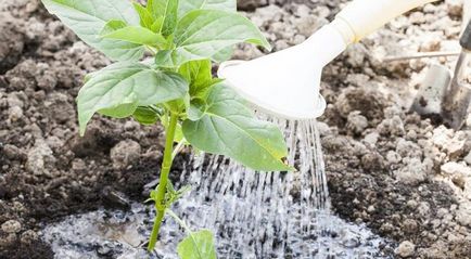 Mirabilis jalapa cultivare din semințe, fotografie