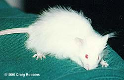 Мишка норушка, миші, зовнішній вигляд мишей, дослідження, панічний страх, руху миші, полювання за