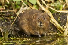 Mouse norushka, șoareci, apariția șoarecilor, cercetare, teamă de panică, mișcări de mouse, vânătoare